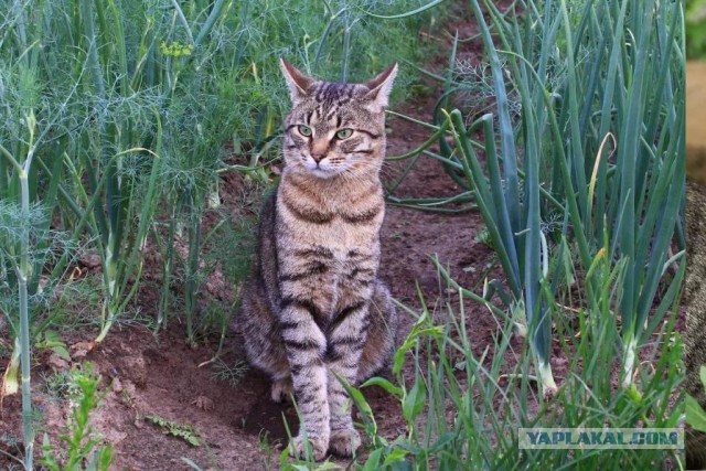 Забавные картинки с котами из сети