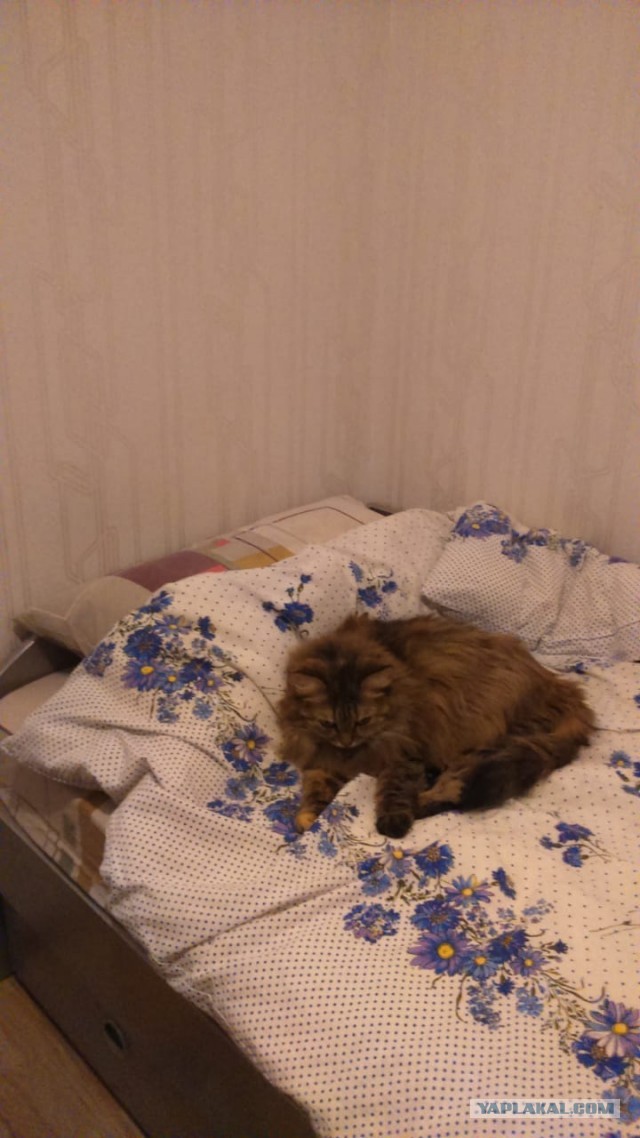 Давайте по котикам, которые с нами на самоизоляции