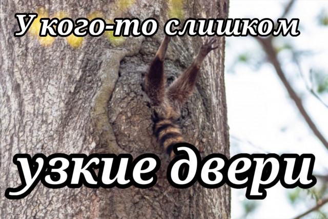 Премия комедийной фотографии дикой природы-2020 объявила финалистов. Среди них — грустная обезьяна и злая черепаха