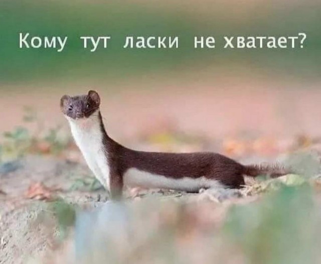 Не очень адекватный юмор