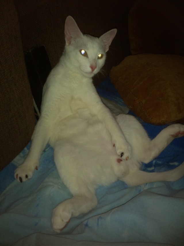 Котовторник 17.11.20