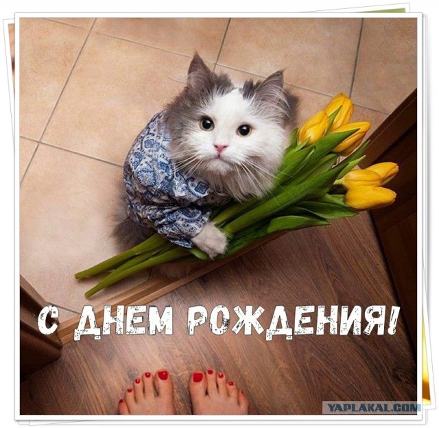 Жизнь домашнего приюта для котеек 329