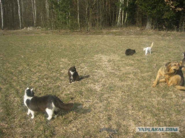 Жизнь домашнего приюта для котеек 335