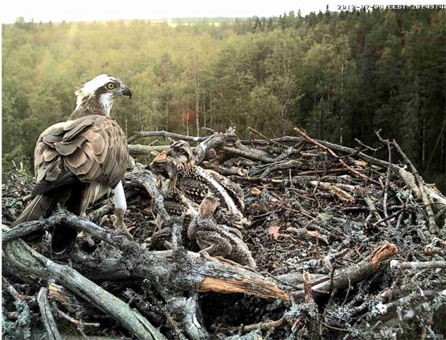 Прямая трансляция из Гнезда