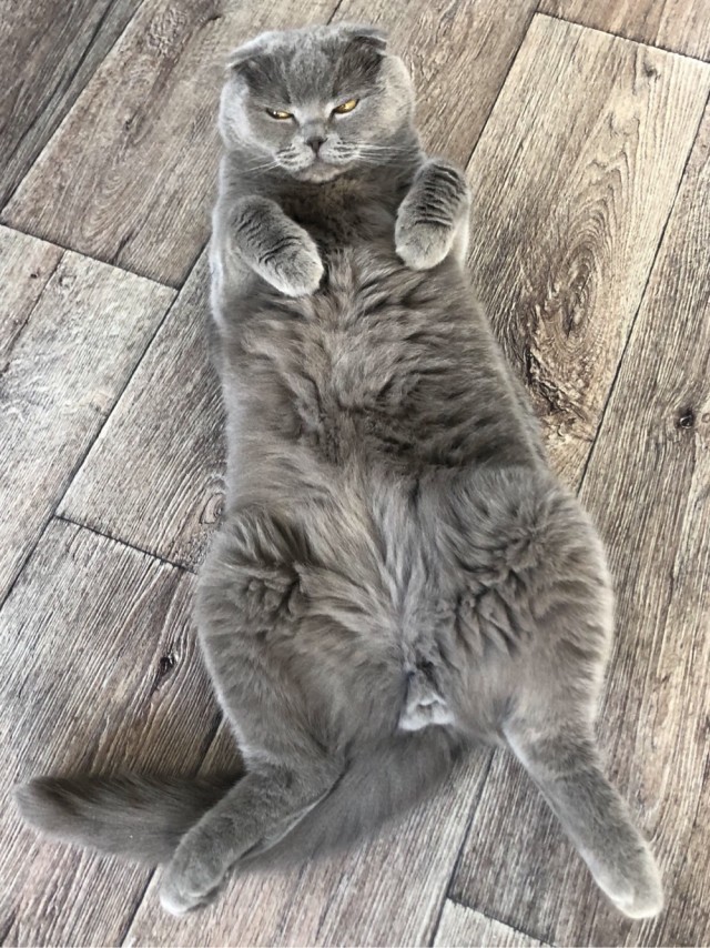 Даешь котовторник!