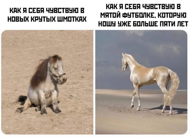 Весёлый полтишок 23.05