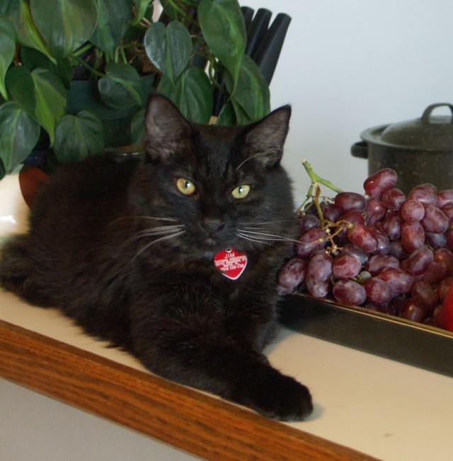 Коты в США - 2