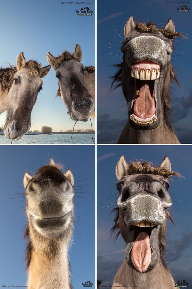 Лучшие фото конкурса Comedy Wildlife Photography Awards 2021