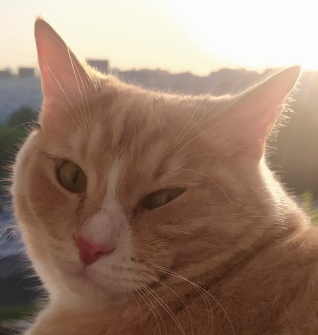 Котовторник