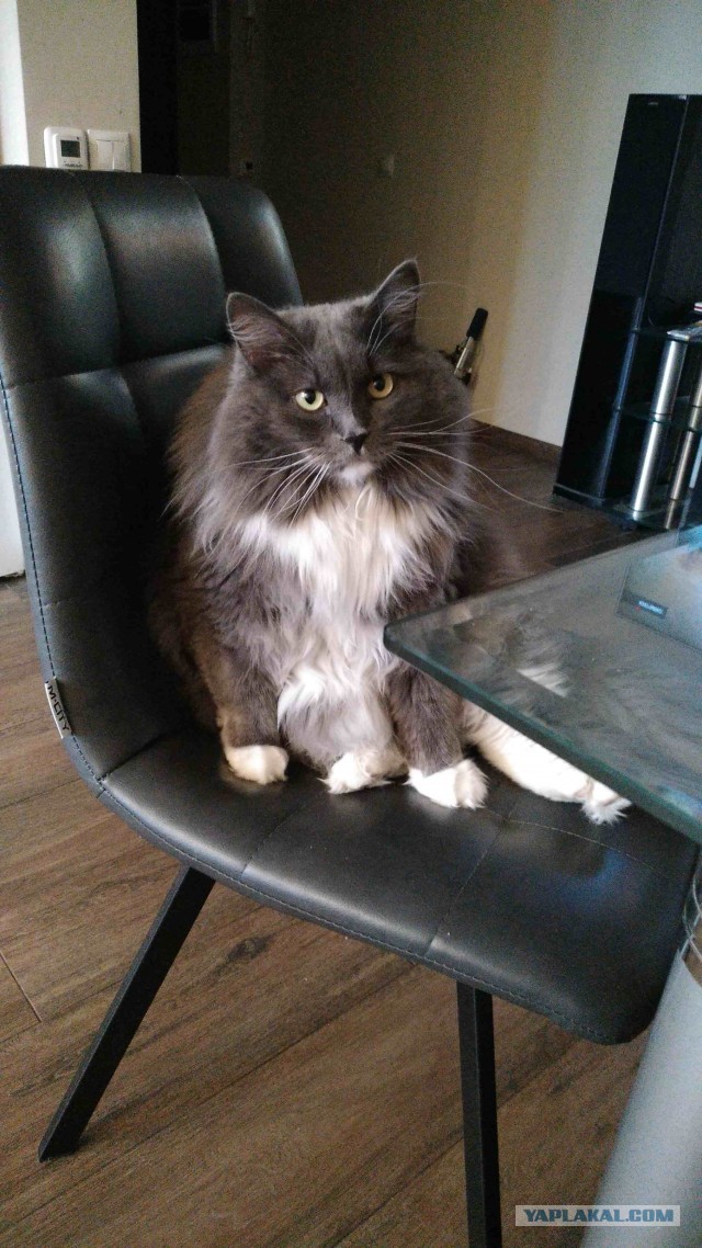 Котовторник