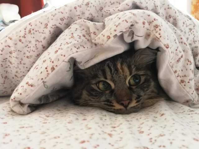 Сибирский кот  - звезда инета