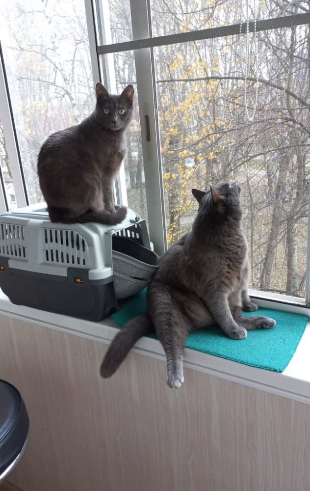 Котовторник. Февраль