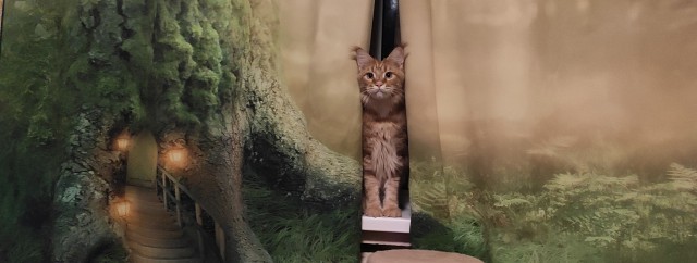 А ваши котейки че счас делают?