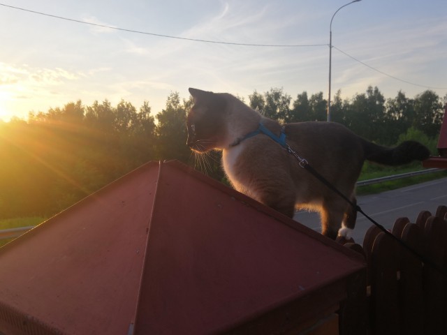 Котовторнику быть