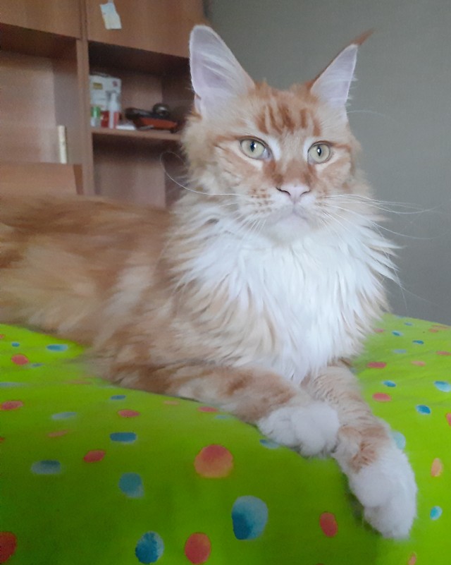 Котовторник 19.07.22