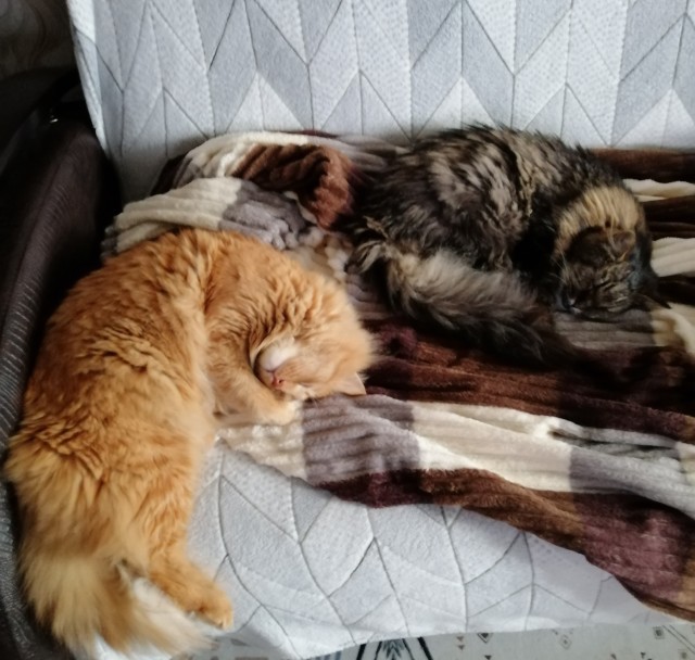 И у меня пополнение в семье
