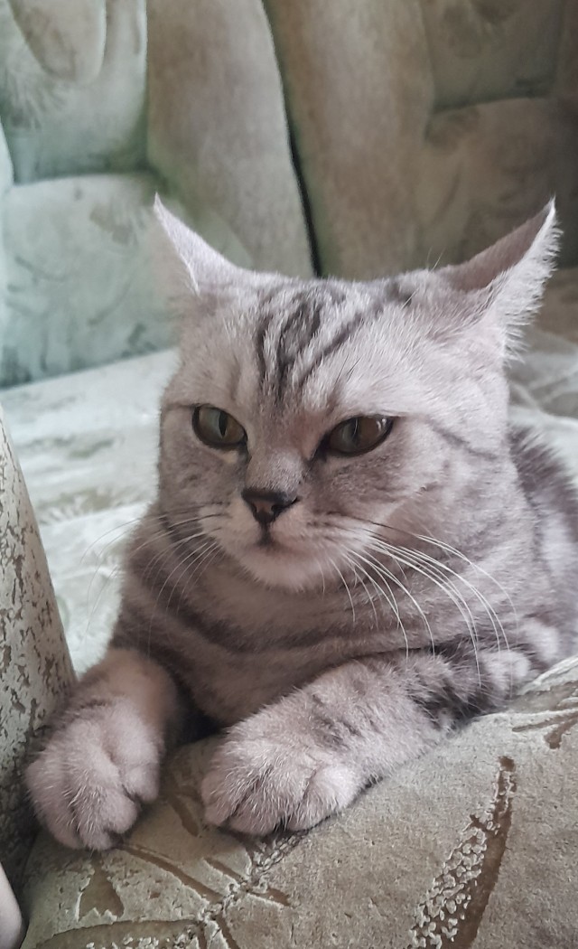 Вторник, сэр кот