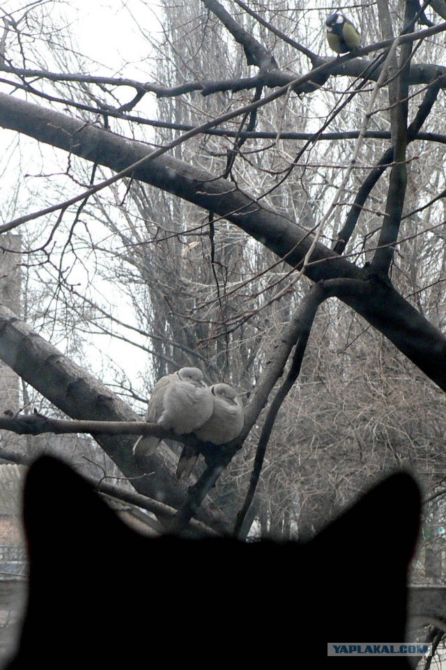 Котовторник  19.03.2013