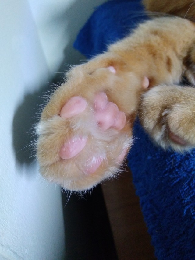 Даёшь котов в этот вторник!