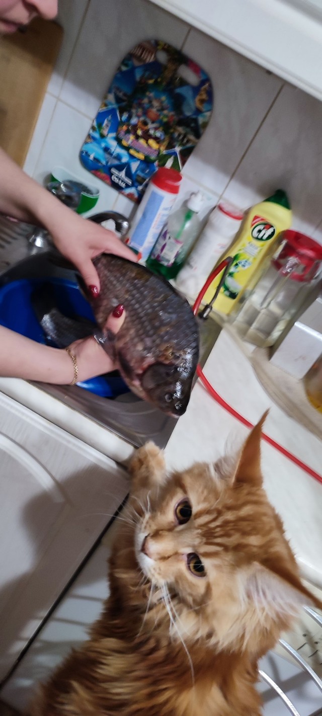 Котовторник. Было - стало