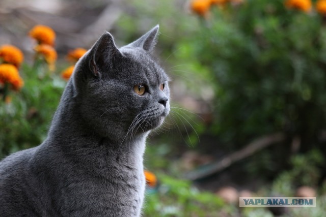 Котовторник 16.04.2013