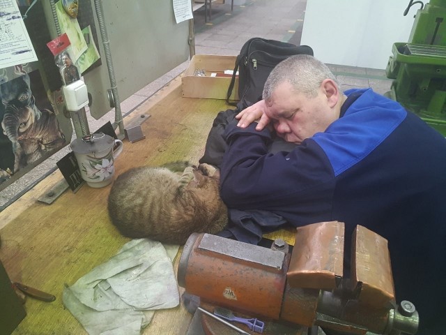 Коты на производстве