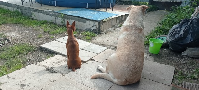 Собакочетверг
