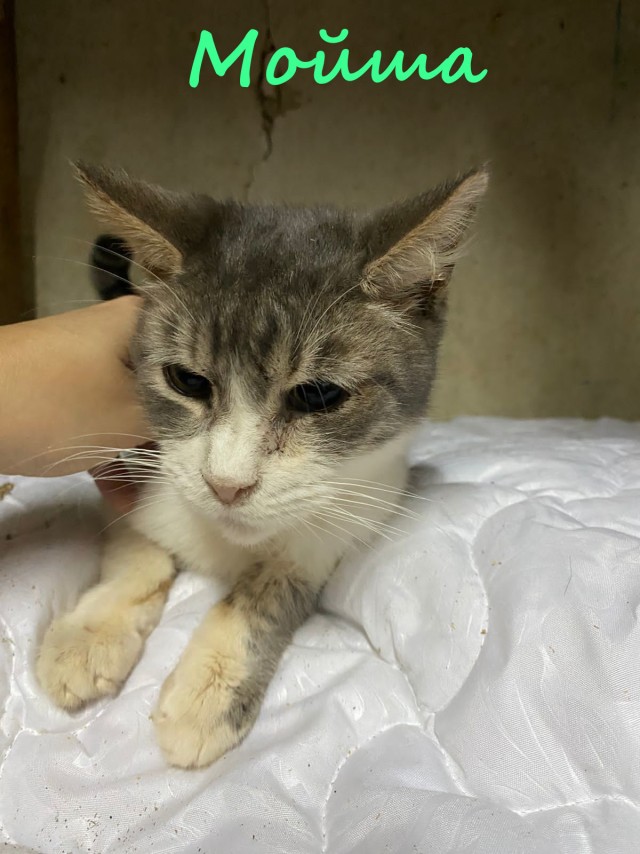 Жизнь домашнего приюта "Котоленд" 415