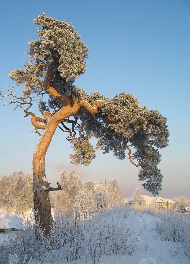 Сосны