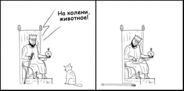 Самый крутой кот !