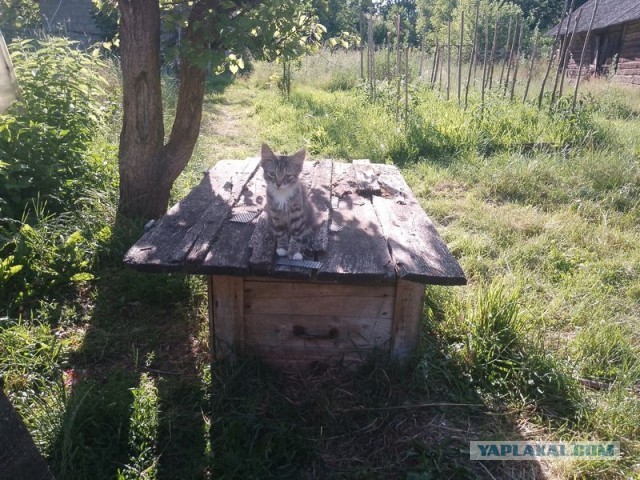 Жизнь домашнего приюта для котеек 501