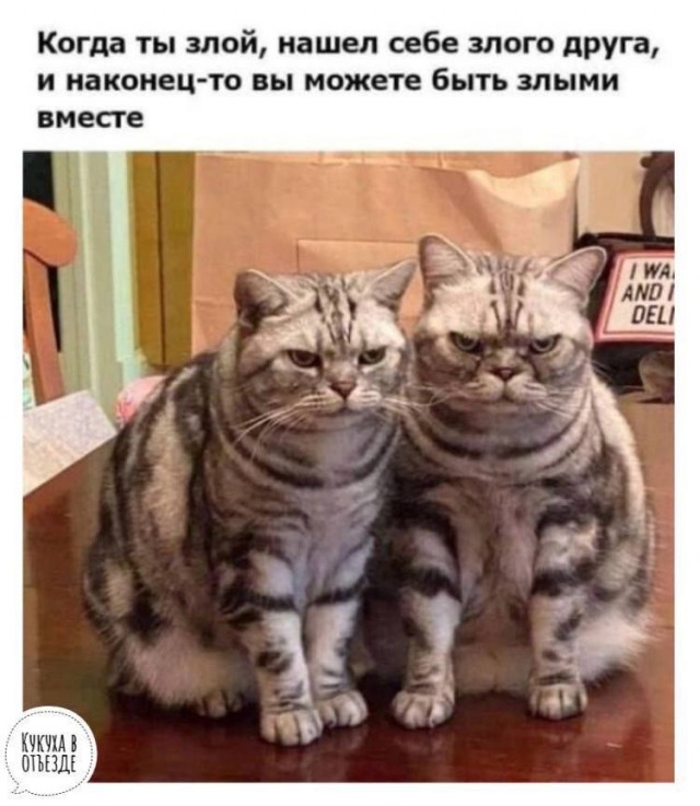 Котовтоник в картинках