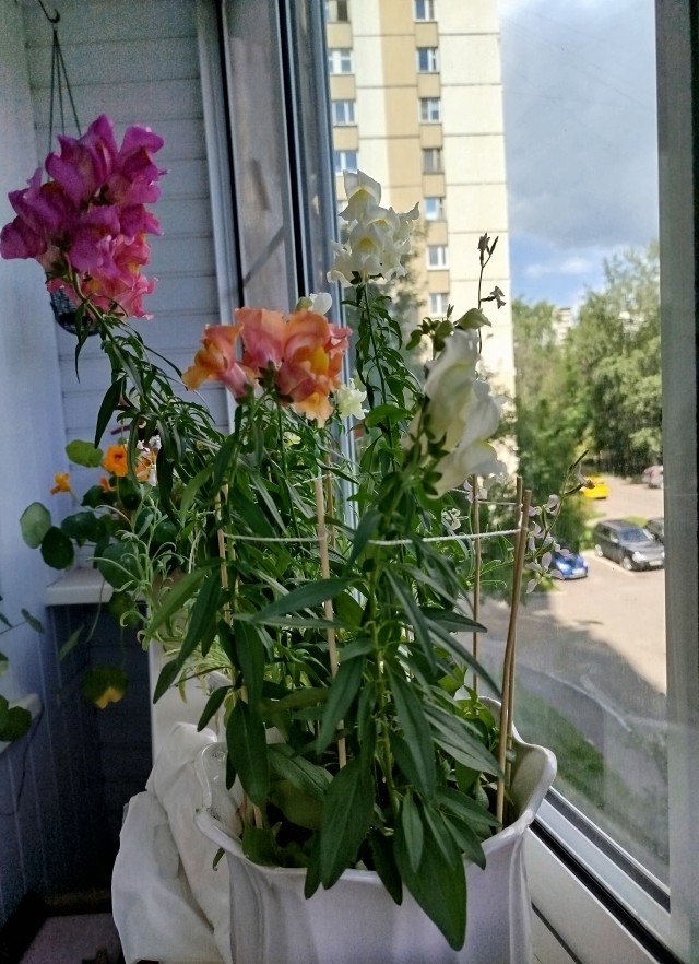 Вырастила красоту! Моя первая петуния