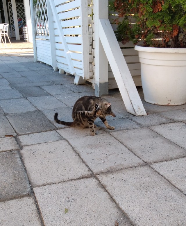 К котовторнику