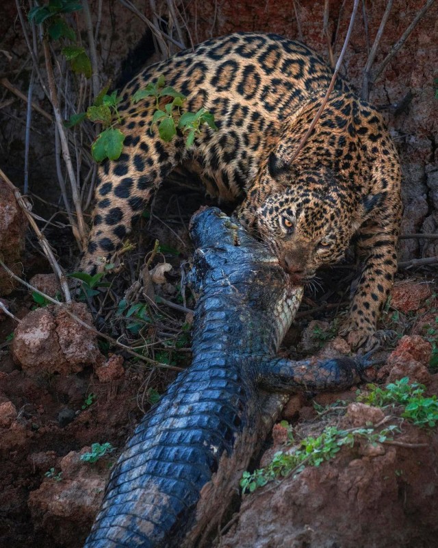 Иди сюда кожаный