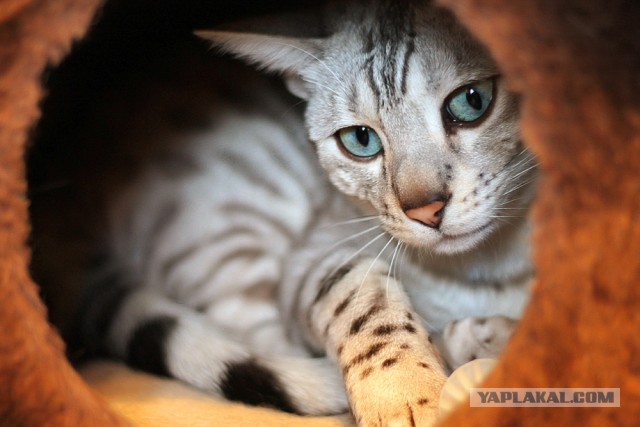 О бенгальских котах на наглядном примере