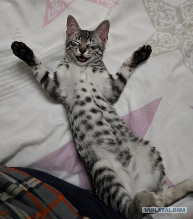 Смешные коты, которые бы победили на конкурсе абсурдных фотографий
