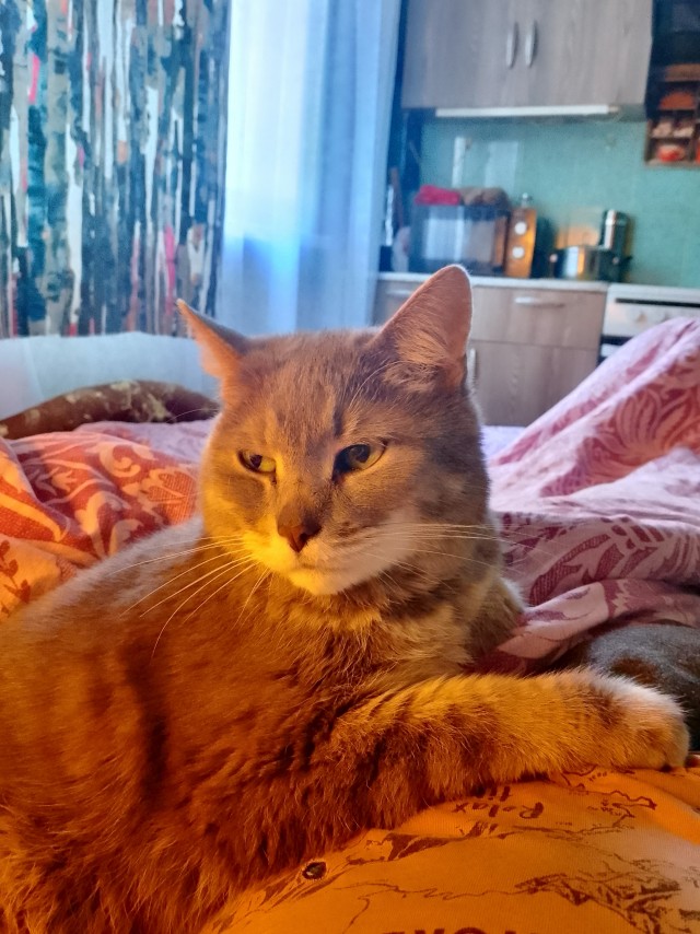 С котовторником!