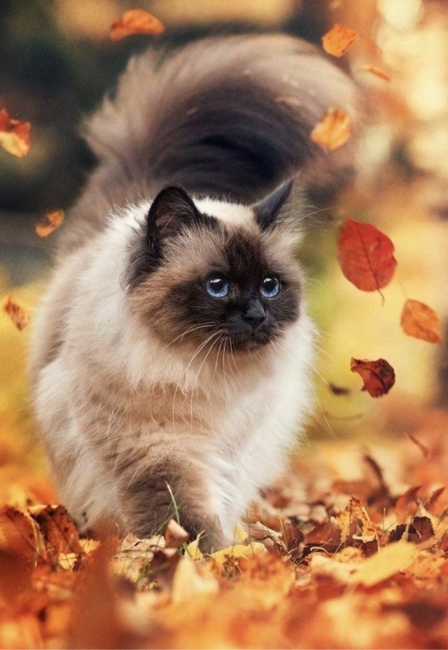 Осенний кот