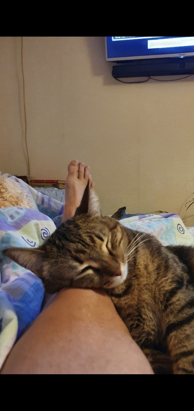 Котофторник жеж