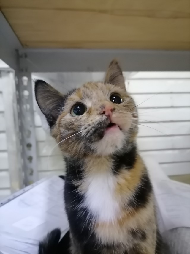 Котовторник. табудык