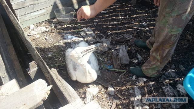 Вот кто у меня вместо собаки!