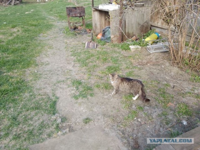 Жизнь домашнего приюта для котеек 577