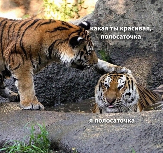 На уходящий котовторник