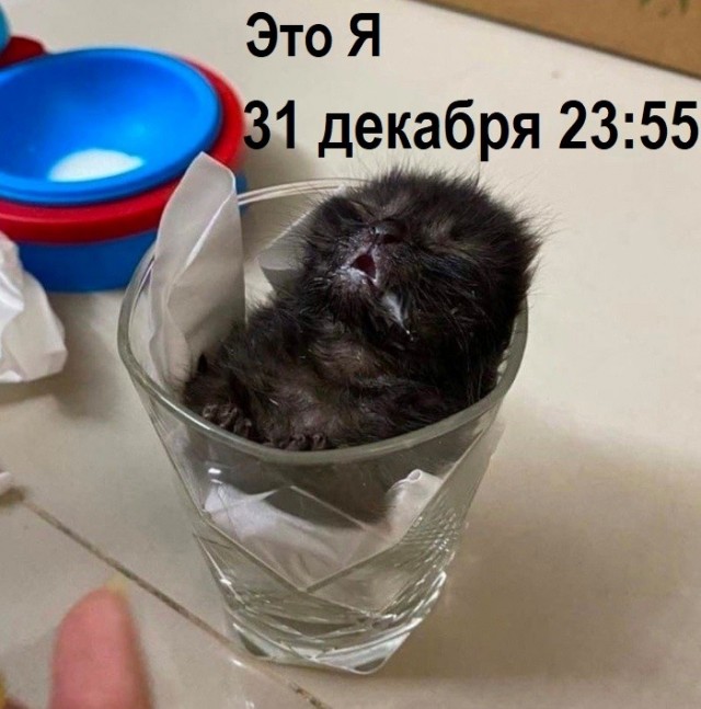 К котовторнику: подборка картинок-баянов с котиками и про котиков. Выпуск 44.