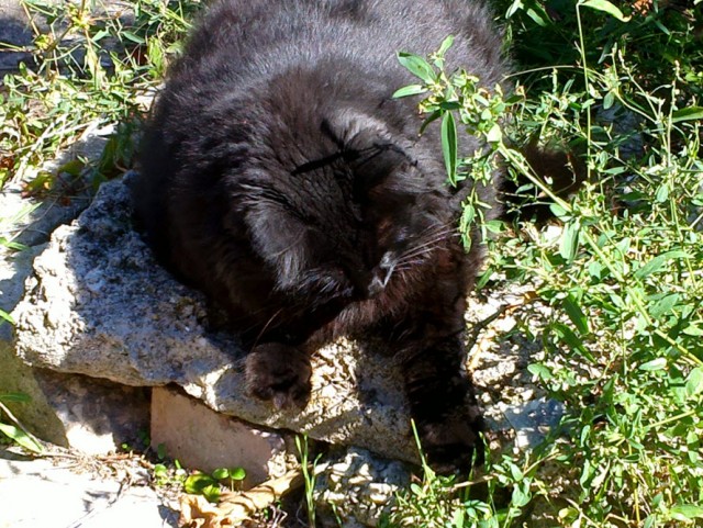 Котовторник 17.09.2013