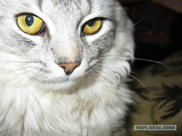Котовторник 22.10.2013