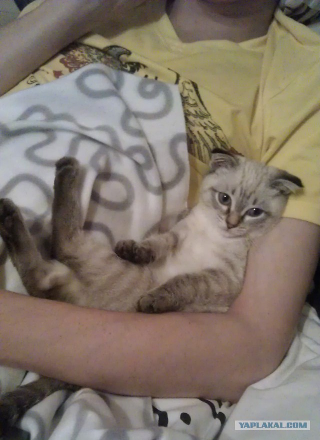 Котовторник  05.11.2013