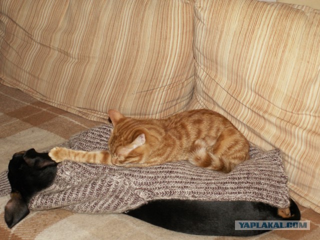 Собакочетверг на 02.01.2014