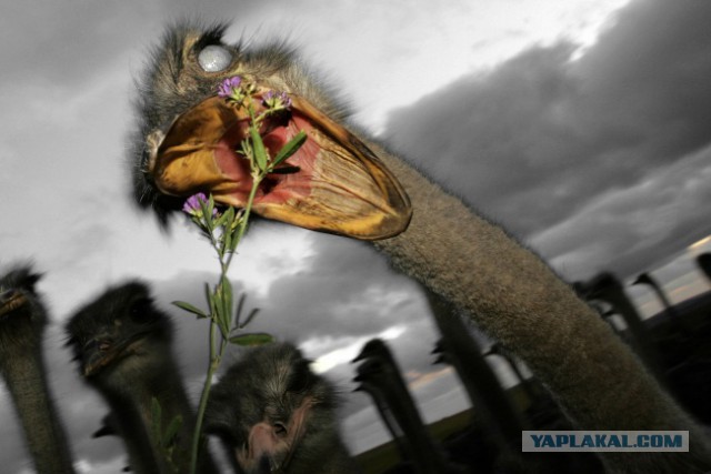 30 самых удачных фотографий января